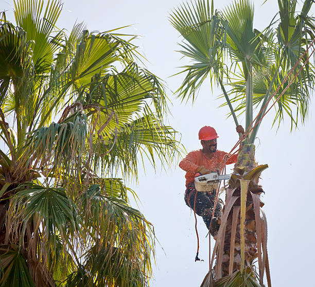 Emergency Storm Tree Removal